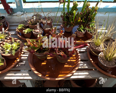 Charles Darwins Greenhouse in Down House, Downe, Kent, Großbritannien Stockfoto