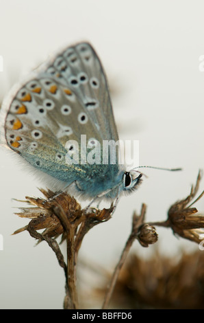 Gemeinsame blaue männliche Schmetterling Stockfoto