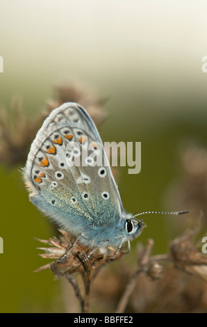 Gemeinsame blaue männliche Schmetterling Stockfoto