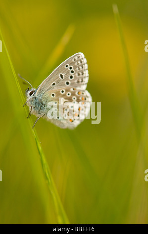 Adonis Blue männlichen Schmetterling Stockfoto