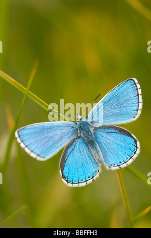 Adonis Blue männlichen Schmetterling Stockfoto