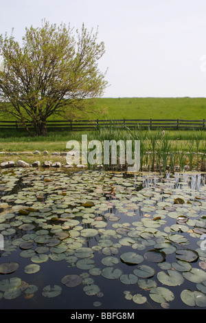 Sauder Village Ohio in den USA Blick auf die einzigartige Natur Seerosen und Blätter in Teich ländliche Landschaft außerhalb des Horizonts niemand vertikal hochauflösende Stockfoto