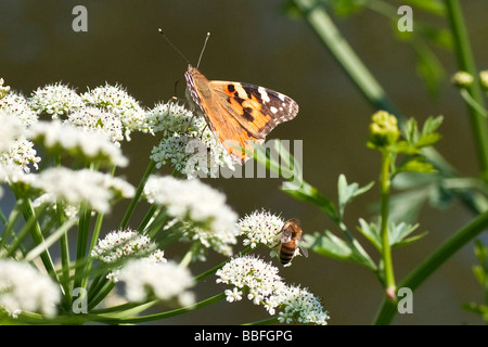 Lackiert-Dame Schmetterling und Biene Blütenstaub zu sammeln Stockfoto