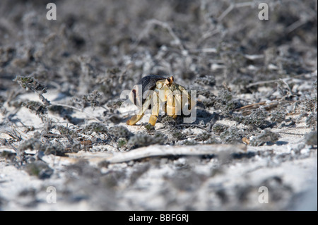 Semi-terrestrische Einsiedler Krebse Coenobita Compressus Gardner Bay Espanola Haube Galapagos Ecuador Stockfoto