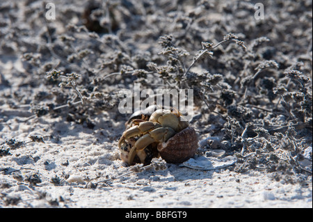 Semi-terrestrische Einsiedler Krebse Coenobita Compressus Gardner Bay Espanola Haube Galapagos Ecuador Stockfoto