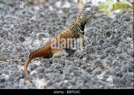 Hispanola Lava Eidechse Microlophus Delanonis Punta Suarez Espanola Hood Galapagos Ecuador Pazifik Südamerika Mai Stockfoto