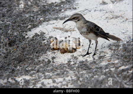 Hood Spottdrossel zählt Macdonaldi Inspektion Paarung Fransy halb terrestrischen Einsiedlerkrabben Coenobita Compressus Galapagos Stockfoto