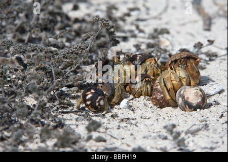 Semi-terrestrische Einsiedler Krebse Coenobita Compressus Paarung nahen weiblichen andere Männchen Gardner Bay Espanola Haube Galapagos Ecuador Stockfoto