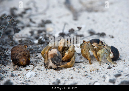 Semi-terrestrische Einsiedler Krebse Coenobita Compressus Paarung nahen weiblichen andere Männchen Gardner Bay Espanola Haube Galapagos Ecuador Stockfoto