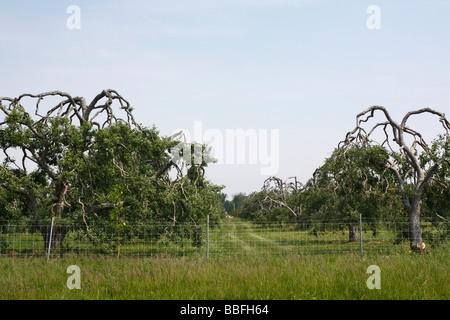 Die Obstbaumbäume vor blauem Himmel im Sommer Niemand keine Landwirtschaft in Ohio USA Hi-res Stockfoto