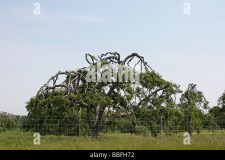 Die Obstbaumbäume vor blauem Himmel im Sommer Niemand keine Landwirtschaft in Ohio USA Hi-res Stockfoto