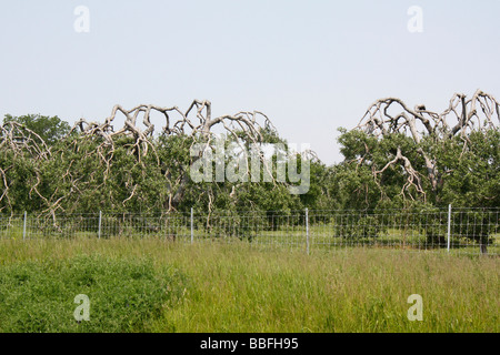 Die Obstbaumbäume vor blauem Himmel im Sommer Niemand keine Landwirtschaft in Ohio USA Hi-res Stockfoto