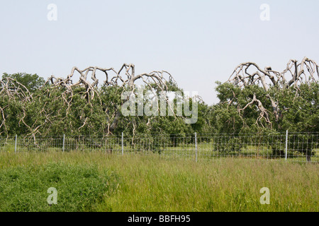 Die Obstbaumbäume vor blauem Himmel im Sommer Niemand ländliche Landwirtschaft Foto Bilder in Ohio USA horizontale Hi-res US Stockfoto
