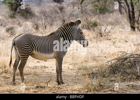 Grévy s Zebra Equus Grevyi SAMBURU NATIONAL RESERVE Kenia in Ostafrika Stockfoto