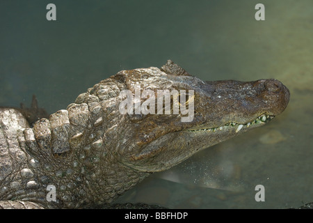 Brillentragende Brillenkaiman, Caiman Crocodilus gefunden in Mittel- und Südamerika Stockfoto