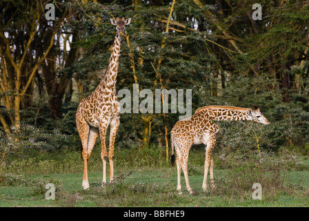 baby junge Masai-Giraffe mit Mutter Giraffa Giraffe Giraffa Plancius Tippelskirchi NAIVASHA Kenia in Ostafrika Stockfoto