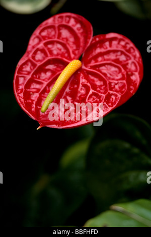 Rotes Anthuriumblatt (rot) und Blütenspitze (gelb) Stockfoto