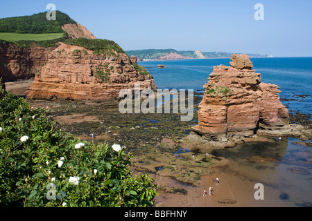 roter Sandstein Meer stapelt Ladram Bucht von Küsten Fußweg South Devon England uk gb Stockfoto