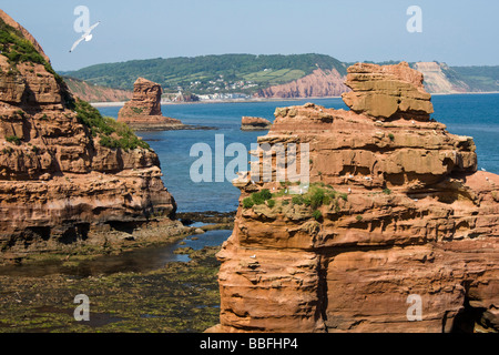 roter Sandstein Meer stapelt Ladram Bucht von Küsten Fußweg South Devon England uk gb Stockfoto