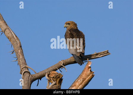 junge Bateleur Terathopius Ecaudatus SAMBURU NATIONAL RESERVE Kenia in Ostafrika Stockfoto