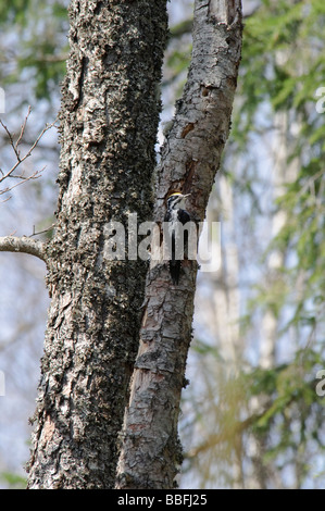 Dreizehenspecht Picoides Tridactylus am nest Loch Stockfoto