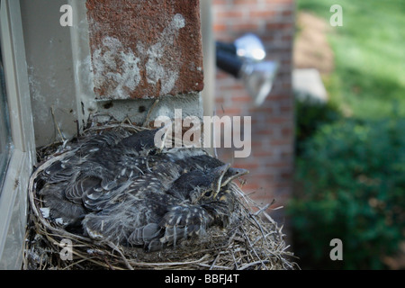 Zwei neugeborene American Robins Vögel nisten auf der Fensterbank von oben oben Spring Pictures Bilder aus der Nähe in den USA horizontale Hi-res Stockfoto