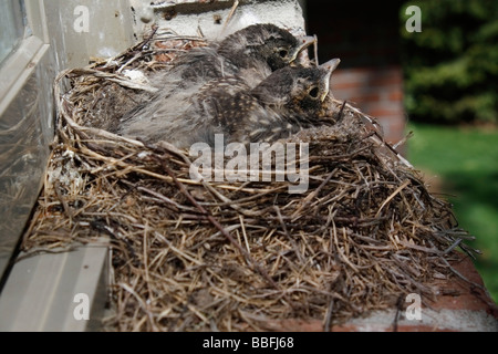 Zwei neugeborene American Robins Vögel nisten auf der Fensterbank von oben große hochauflösende Frühjahrsbilder in den USA horizontale Hochauflösung in den USA Stockfoto