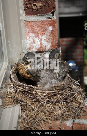 Zwei neugeborene American Robins Vögel in einem Nest auf der Fensterbank von oben sehr hochauflösende Bilder im vertikalen Format in Ohio USA Hi-res Stockfoto
