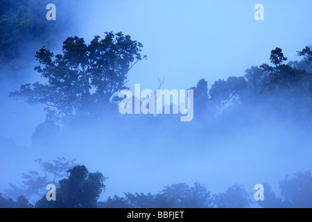 Dicken Nebel erglüht tropischen Regenwäldern im Norden von Queensland, Australien Stockfoto