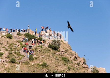 Touristen beobachten, wie ein Kondor in Colca Canyon in Peru vorbeifliegt Stockfoto