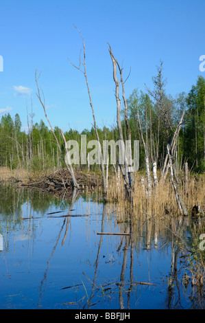 Ein Biber Lodge in Biber Teich Stockfoto