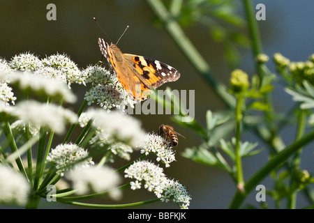 Lackiert-Dame Schmetterling und Biene Blütenstaub zu sammeln Stockfoto