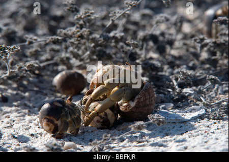 Semi-terrestrische Einsiedler Krebse Coenobita Compressus Paarung Gardner Bay Espanola Haube Galapagos Ecuador Stockfoto