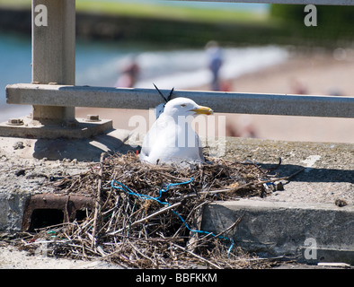 Eine Möwe sitzt auf seinem Nest am Strand. Stockfoto