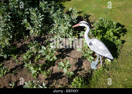 Kunststoff Heron verwendet eine Schreck-Krähe im Gemüsegarten Stockfoto