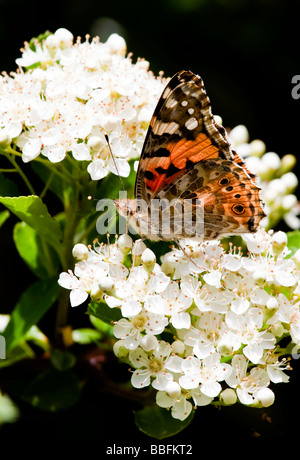 Distelfalter Schmetterling ruht auf weiß blühende Weißdorn Busch.  Vanessa Cardui Spannweite 60mm Stockfoto