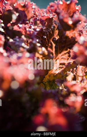 Merlot-Salat, extreme Nahaufnahme Stockfoto