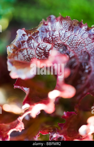 Merlot-Salat, extreme Nahaufnahme Stockfoto