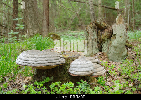 Fruchtkörper des Pferdes Hufe Pilz Zündstoff Fomentarius auf einem Baumstumpf Stockfoto