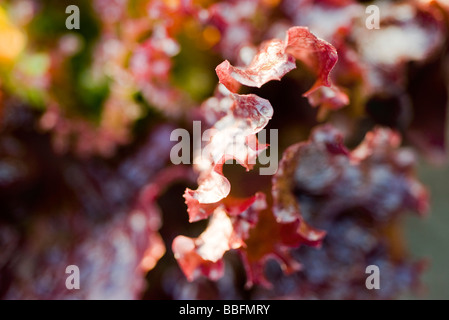 Merlot-Salat, extreme Nahaufnahme Stockfoto