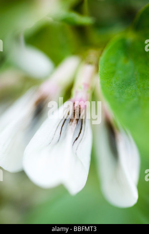 Blühende Saubohne Pflanze, extreme Nahaufnahme Stockfoto