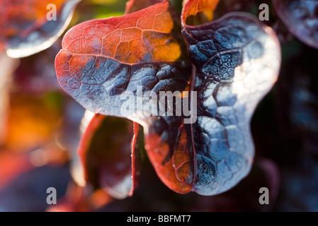 Merlot-Salat, extreme Nahaufnahme Stockfoto