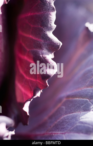 Rotkohl, extreme Nahaufnahme Stockfoto