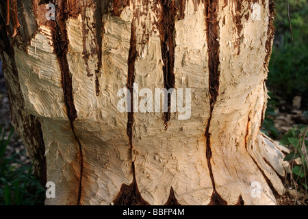 Baumstamm nagte durch ein Biber Stockfoto