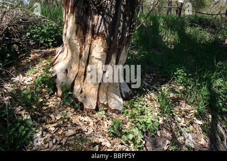 Stamm des Baumes durch einen Biber nagt beschädigt Stockfoto