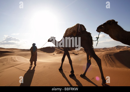 Afrika, Nordafrika, Marokko, Sahara Wüste, Merzouga, Erg Chebbi, Berber Tribesman führt Kamele Stockfoto