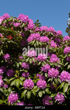 Ein Rhododendron Strauch Pflanzen blühen in einem uk-Garten im Frühling Stockfoto