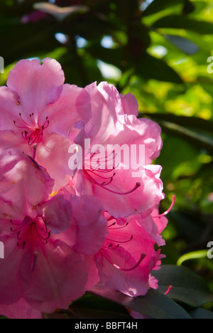 Eine Nahaufnahme von einem Rhododendron rosa lila Blume Hintergrundbeleuchtung im Frühjahr in einem uk-Garten Stockfoto