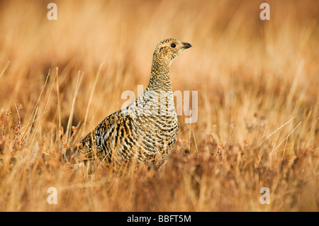 Birkhuhn oder Blackgame (Lyrurus Tetrix oder at Tetrix), weiblich oder Greyhen in einem schwedischen Moor, Vaestergoetland, Schweden, Scand Stockfoto