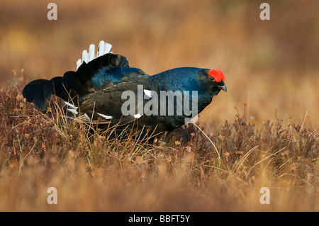 Birkhuhn oder Blackgame (Lyrurus Tetrix oder at Tetrix), männlich oder Birkhahn in eine Balz in einem schwedischen Moor, Vaester anzeigen Stockfoto